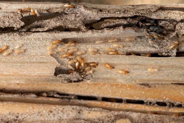 Flea Control Services in Fair Oaks Ranch, TX